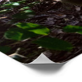 レインフォレストボードウォークウィズステップズプリント ポスター (角)