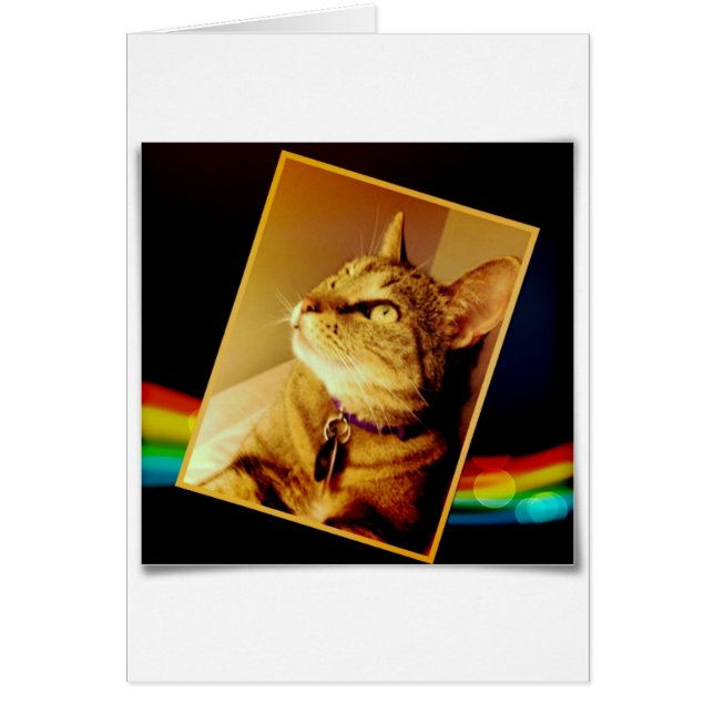 レインボーインディゴ (正面)