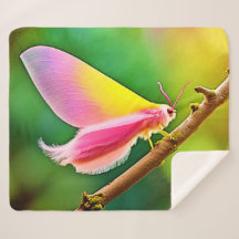 レインボーウィング美しい