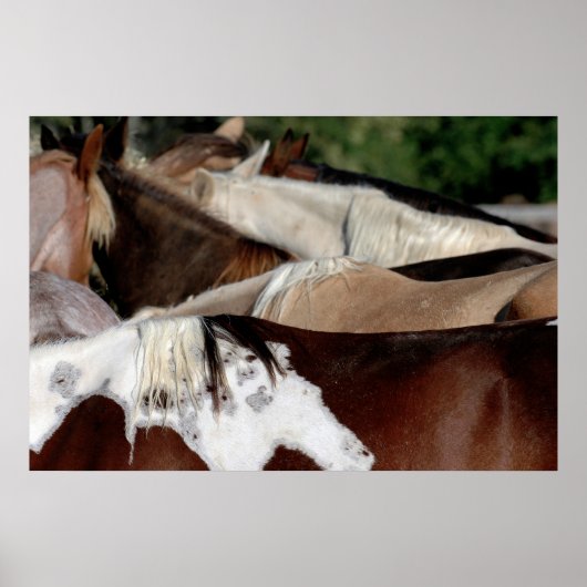 レインボーウマ ポスター (正面)