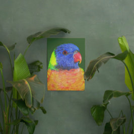 レインボーカラフルロリケエオウム写真 メタルプリント