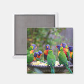 レインボーカラフルロリケエパロッツ食べズ マグネット (正面/裏面)