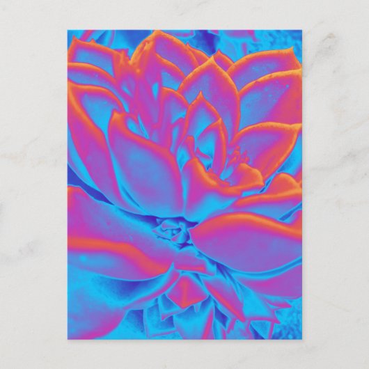 レインボーカラー多肉植物 シーズンポストカード (正面)