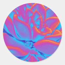 レインボーカラー多肉植物