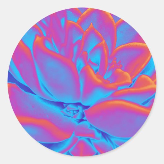 レインボーカラー多肉植物 ラウンドシール (正面)