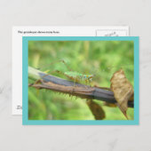 レインボーグラスパーハガキ ポストカード (正面/裏面)