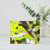 レインボーグラスパー ポストカード (スタンド正面)