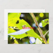 レインボーグラスパー ポストカード (正面/裏面)