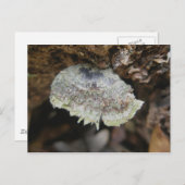 レインボーシェルフ真菌はがき ポストカード (正面/裏面)