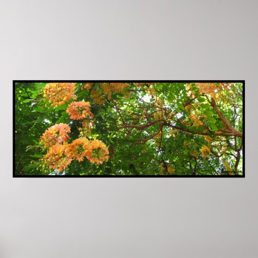 レインボーシャワーツリーハワイポスタープリント ポスター (正面)