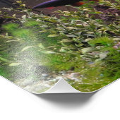 レインボーシャーク写真 フォトプリント            (角)