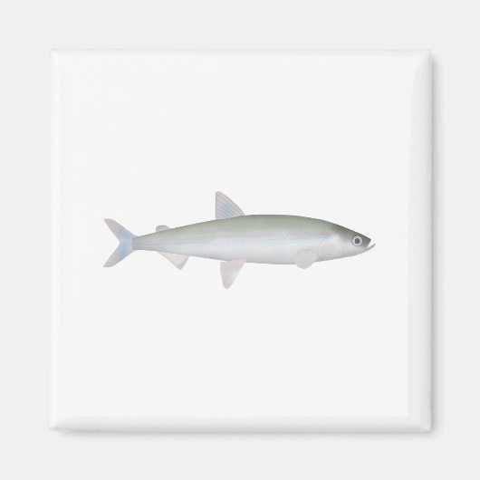 レインボースメルト マグネット (正面)