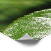 レインボーソルベットフロリブンダバラ140 ポスター (角)