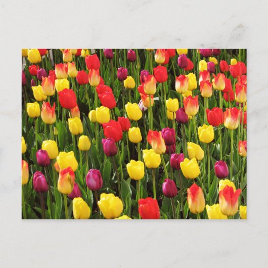 レインボータペストリー ポストカード (正面)