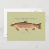 レインボートラウトの魚のヴィンテージイラスト ポストカード (正面/裏面)