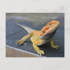 レインボーヒゲ竜 ポストカード