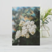 レインボーフレア付きの白いライラックの花 カード (スタンド正面)