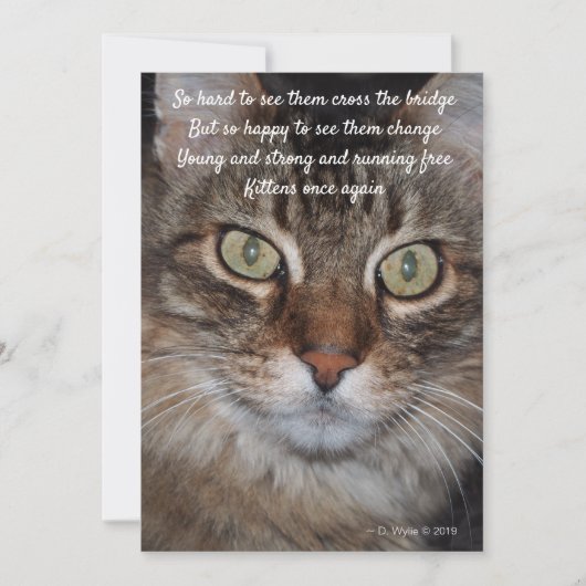 レインボーブリッジ – Cat (正面)