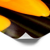 レインボーペッパー ポスター (コーナー)