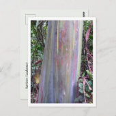 レインボーユーカリの木 ポストカード (正面/裏面)