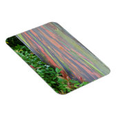 レインボーユーカリの木 マグネット (右側)