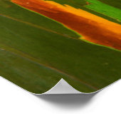 レインボーユーカリの樹皮，ハワイ ポスター (角)