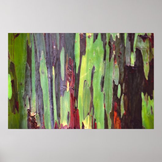 レインボーユーカリ1 ポスター (正面)