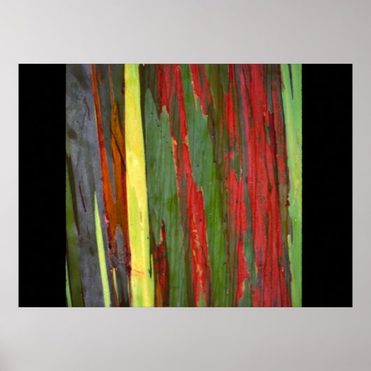 レインボーユーカリ–1 ポスター (正面)