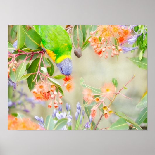 レインボーロリケートのポスター ポスター (正面)