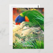 レインボーロリケート写真はがき ポストカード (正面/裏面)