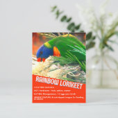 レインボーロリケート鳥の教育ファクト写真 ポストカード (スタンド正面)
