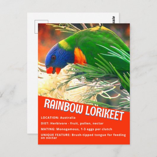 レインボーロリケート鳥の教育ファクト写真 ポストカード (正面/裏面)