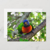 レインボーロリケート ポストカード (正面/裏面)