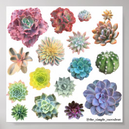 レインボー多肉性プリント ポスター