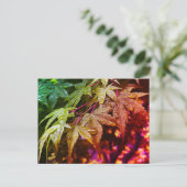 レインボー日本のメープル葉ズ ポストカード (スタンド正面)