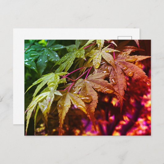 レインボー日本のメープル葉ズ ポストカード (正面/裏面)