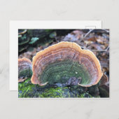 レインボー菌 ポストカード (正面/裏面)