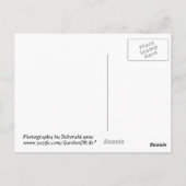 レインボー・トワール ポストカード (裏面)