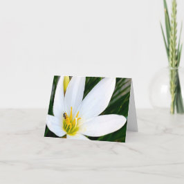 レインリリーバグドゥー サンキューカード