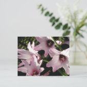 レインリリー ポストカード (スタンド正面)