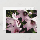 レインリリー ポストカード (正面/裏面)