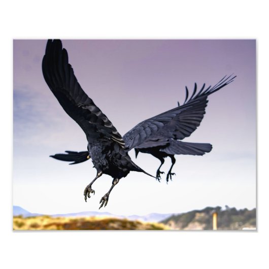 レイヴンの一緒に飛行中の写真プリント フォトプリント            (正面)