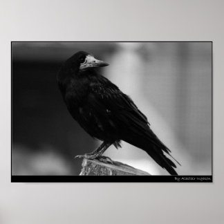 レイヴンを口にする ポスター