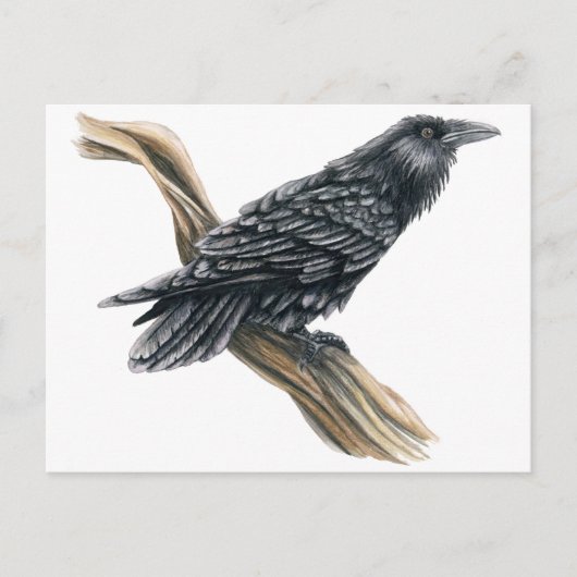 レイヴン ポストカード (正面)