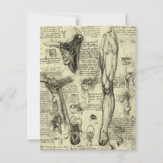 レオナルドダヴィンチヴィンテージヒト解剖学的喉頭脚 (正面)