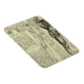 レオナルド・ダ・ヴィンチによる人間の解剖学的男性筋肉 マグネット (右側)