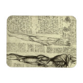 レオナルド・ダ・ヴィンチによる人間の解剖学的男性筋肉 マグネット (横)