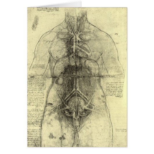 レオナルド・ダ・ヴィンチによる人間の解剖学、女性の胴体 (正面)