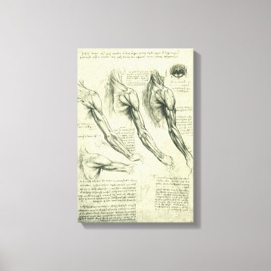 レオナルド・ダ・ヴィンチによる腕と肩の解剖図 キャンバスプリント (正面)