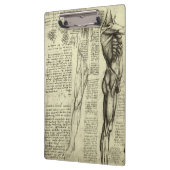 レオナルド・ダ・ヴィンチの人体解剖学　男性の筋肉 クリップボード (左)